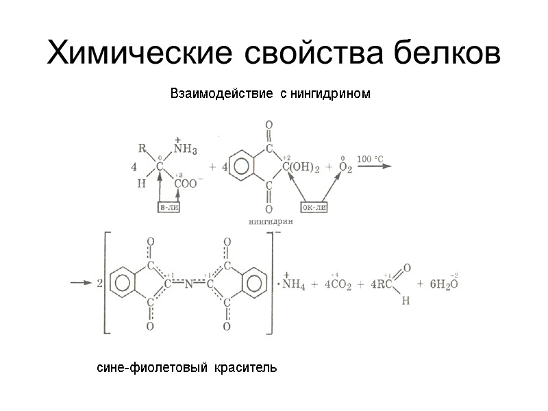 Химические свойства белков сине-фиолетовый краситель Взаимодействие с нингидрином